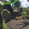 Papua New Guinea Bunum Wo Peaberry