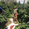 Papua New Guinea Bunum Wo Peaberry