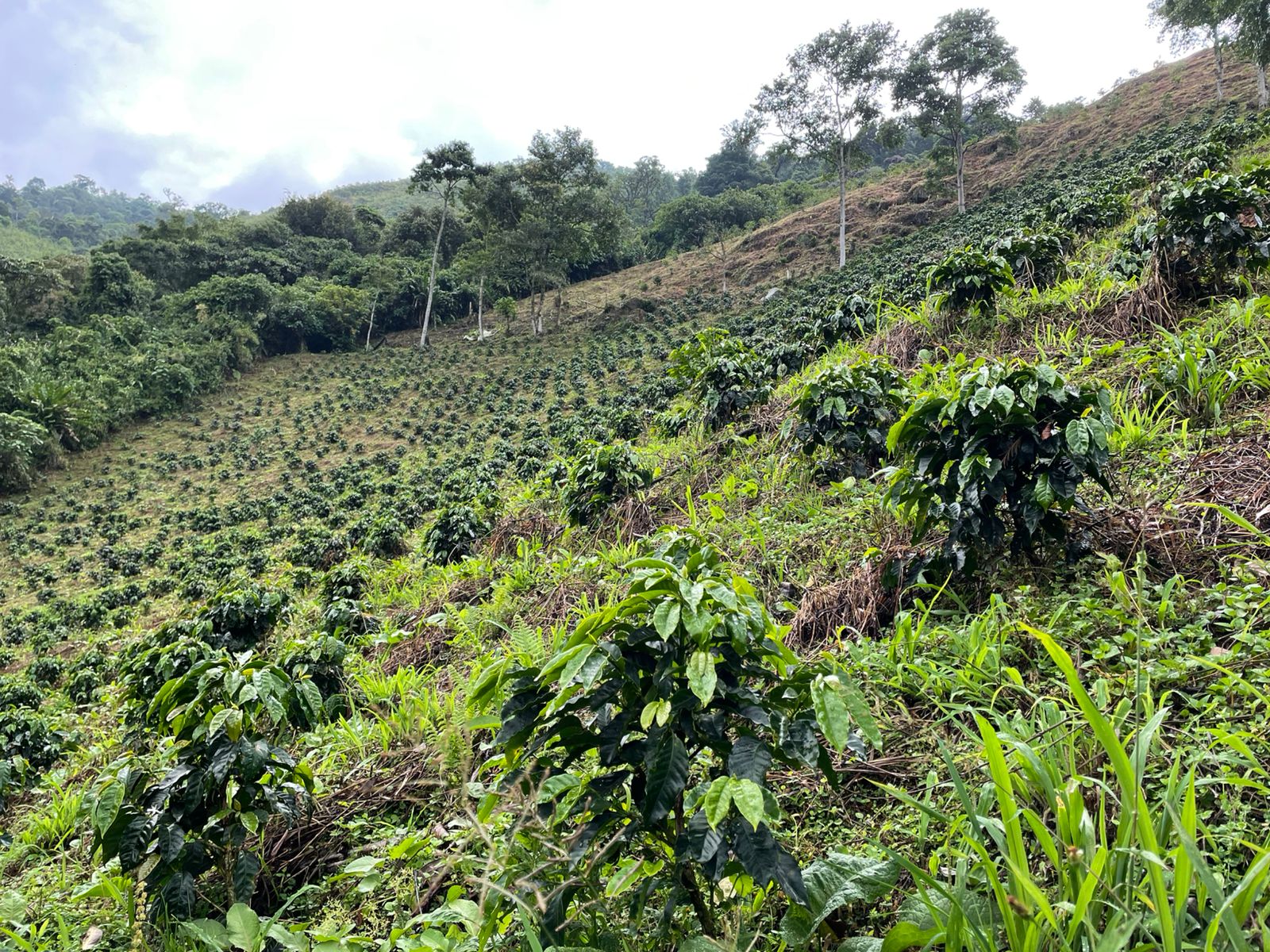 Colombia Sierra Bloom 5lbs Wholesale